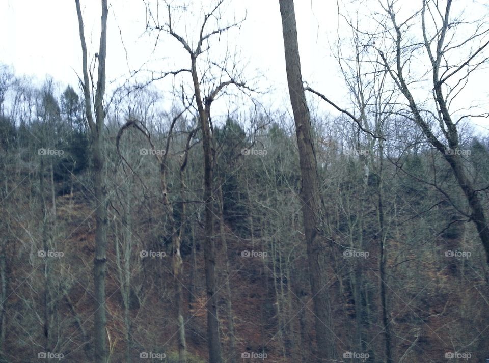 Snapshot of a hillside off of a back road in northern West Virginia.