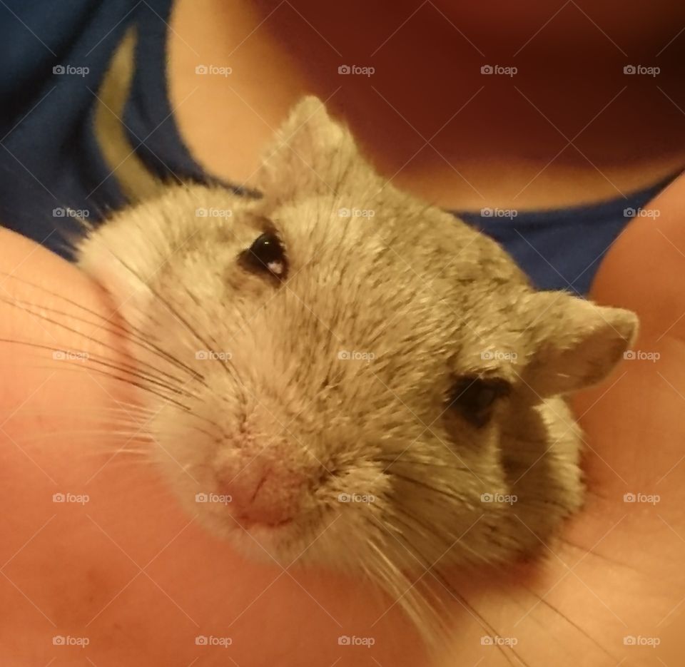 Gerbil