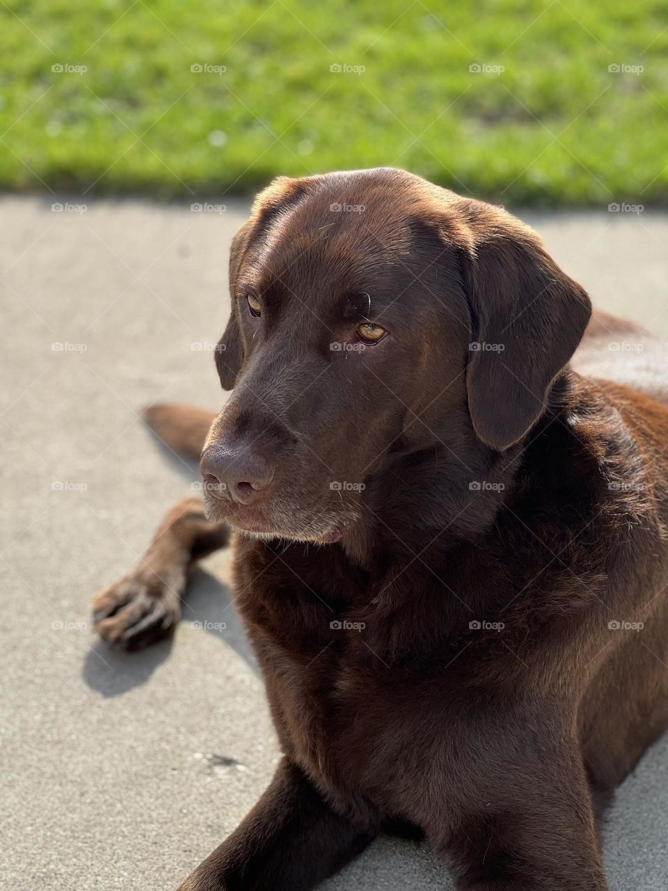 Chocolate lab deep in his thoughts laying in the yard
