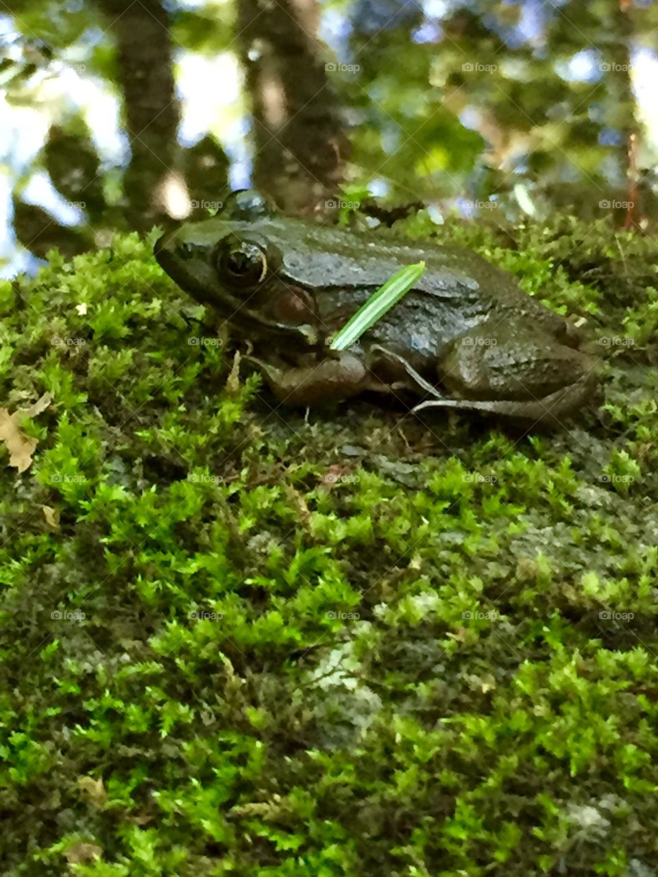 Pretty tree frog 