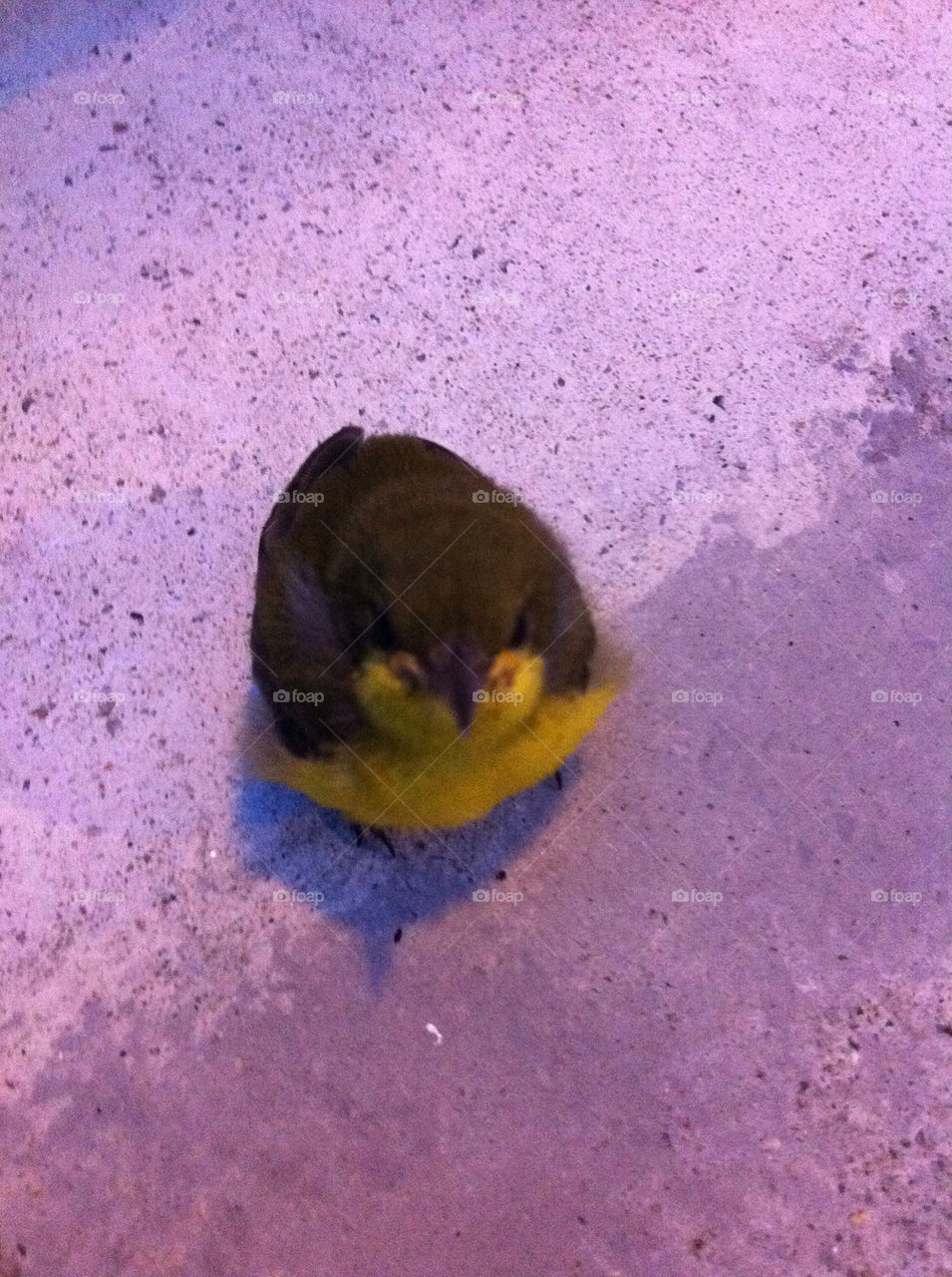 Baby sunbird