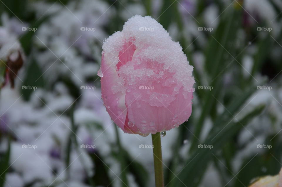 a pink tulip under the snow is not it beautiful but what season is it? welcome to france