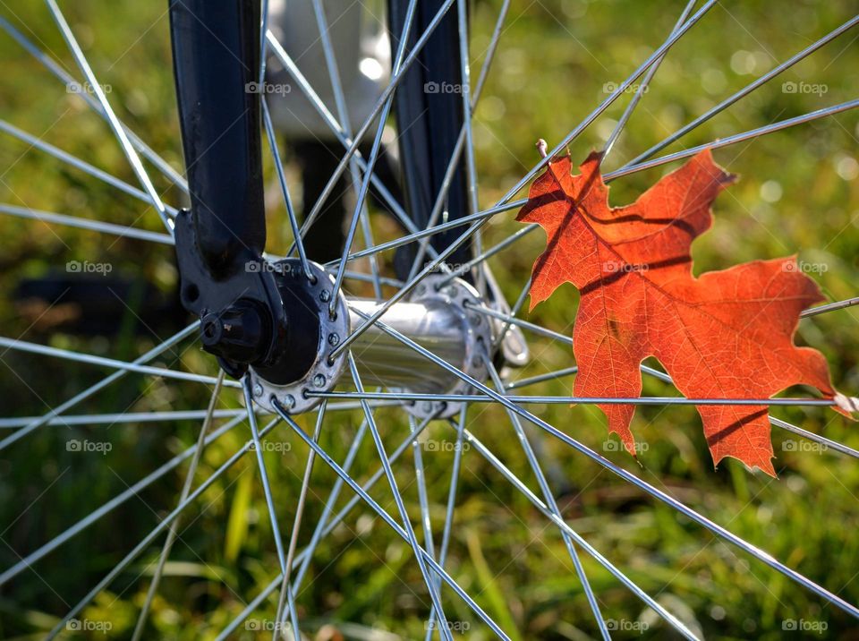leaf on a bike wheel beautiful texture background