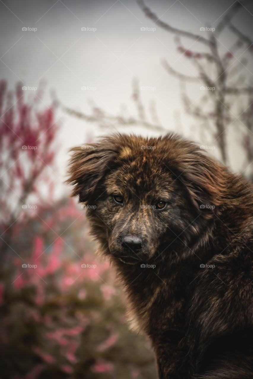 Dog
Follow 
Portrait 
Perro 
Lindo Beautiful 
Otoño 

Instagram @pamroblesspace
