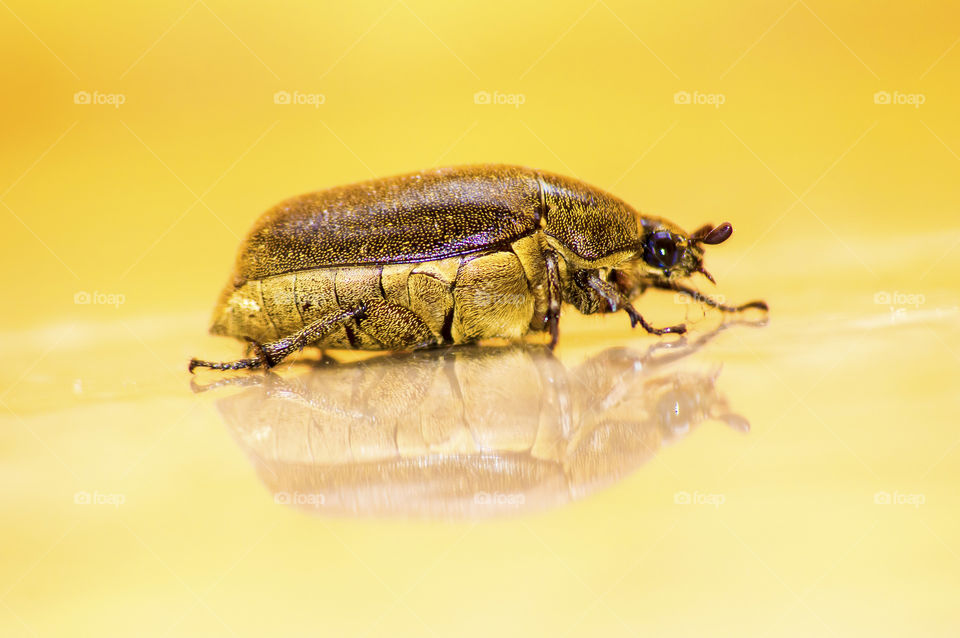 Insect on yellow background