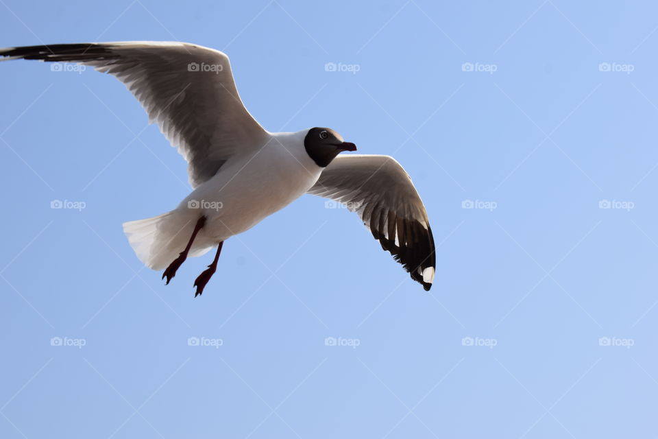 Seagull Soaring Above The Waters