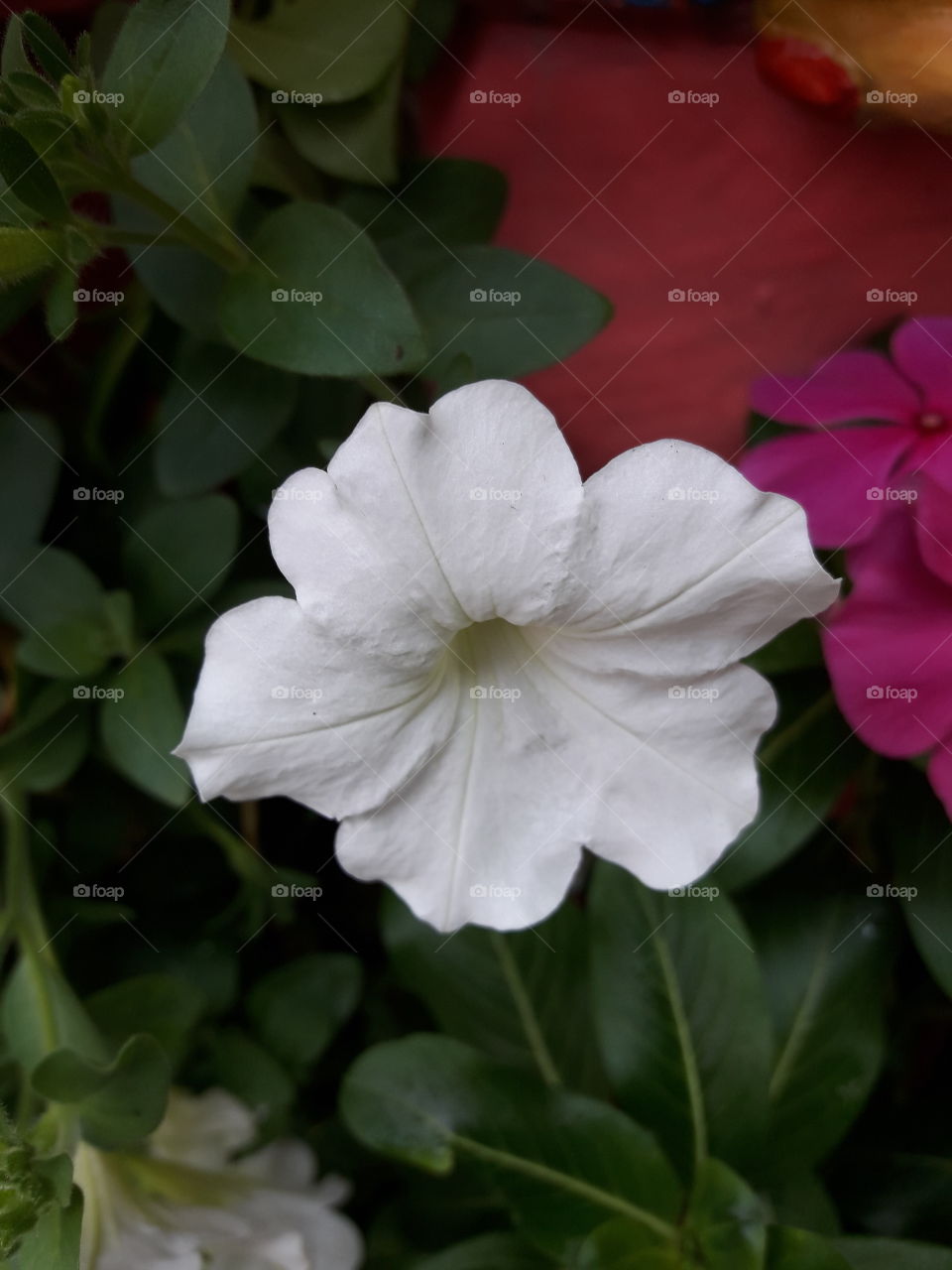white delicate petal flower.