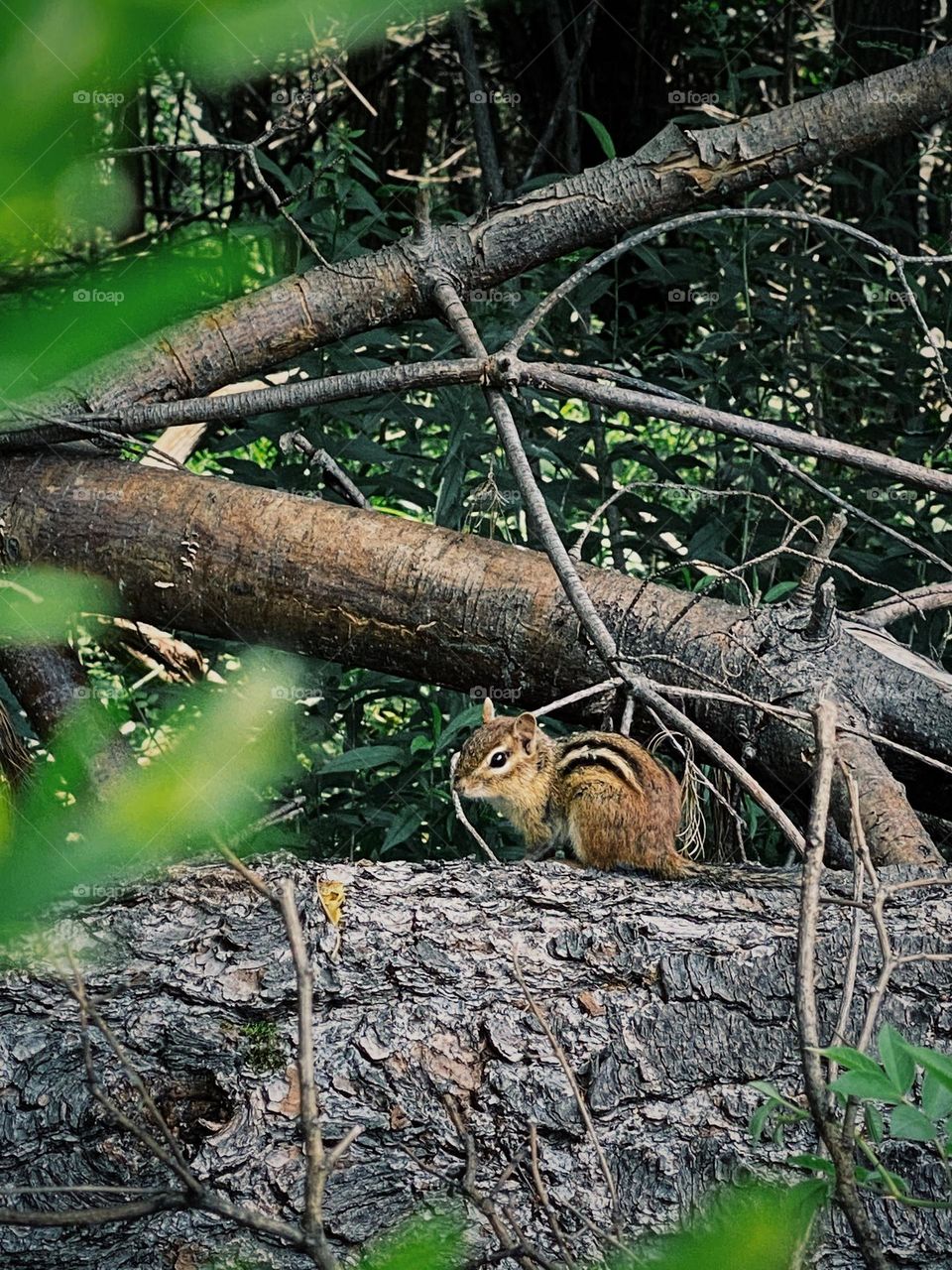 Chipmunk 