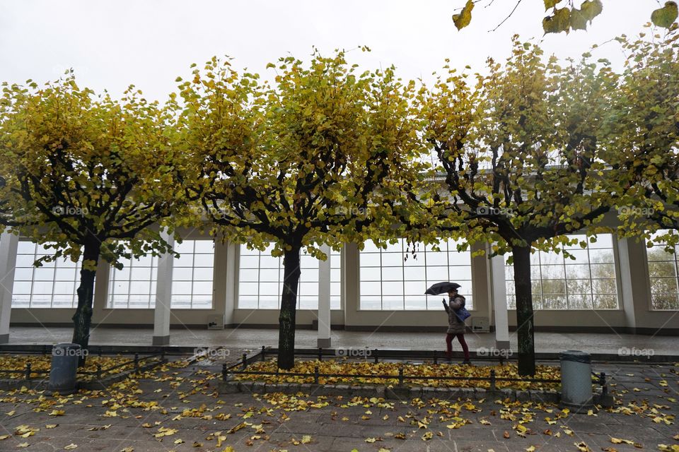 Golden Autumn leaves on a rainy day 