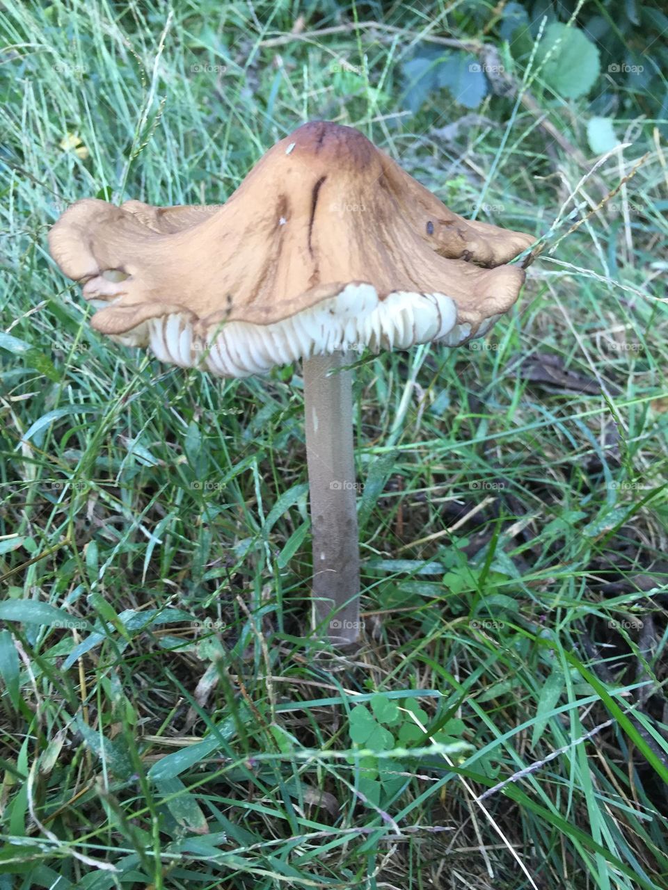 Mushroom 