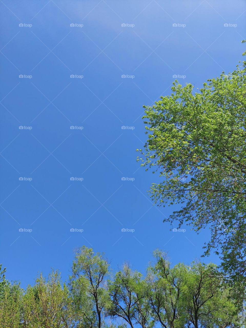 sky above the tree tops on a clear day