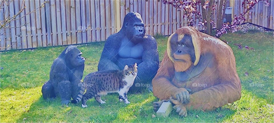 Here they are all assembled in the beautiful garden in „Bavaria“, Germany: „Khong“, the gorilla, his wife „Eva“ and „Larry“, the orangutan and of course „Roukey“, the tomcat who is coming to visit them. 2024. Hypnotic Productions