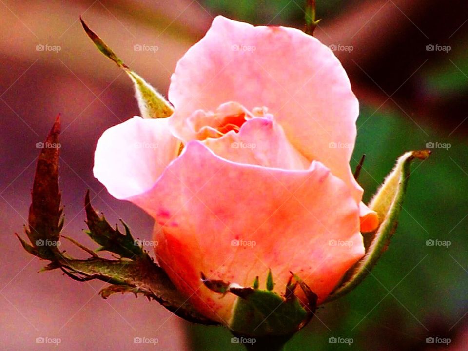 Pink Rose