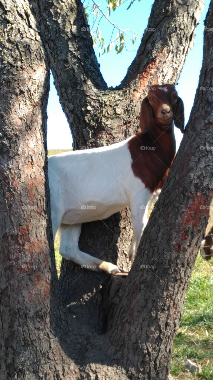 Goat in a Tree