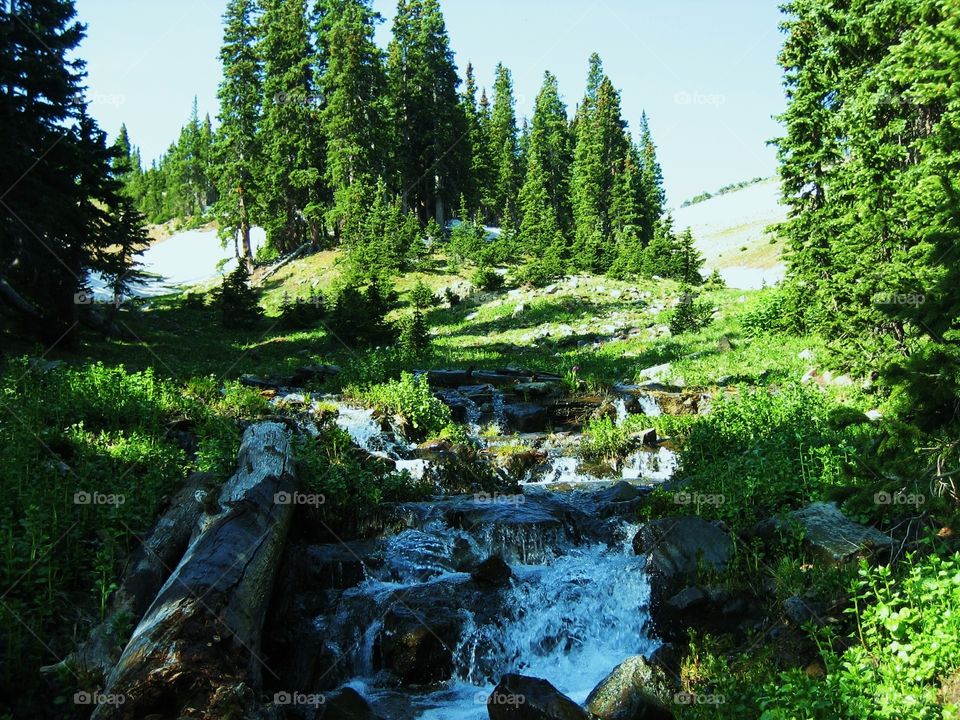 Wheeler peak forest