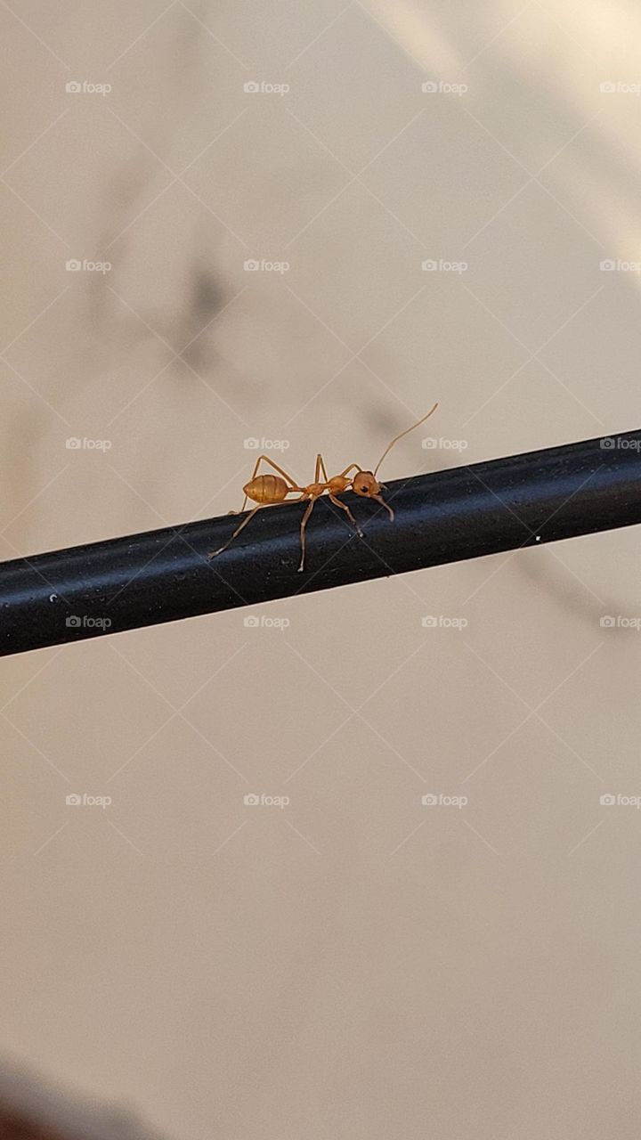 a little red ant on a black pipe