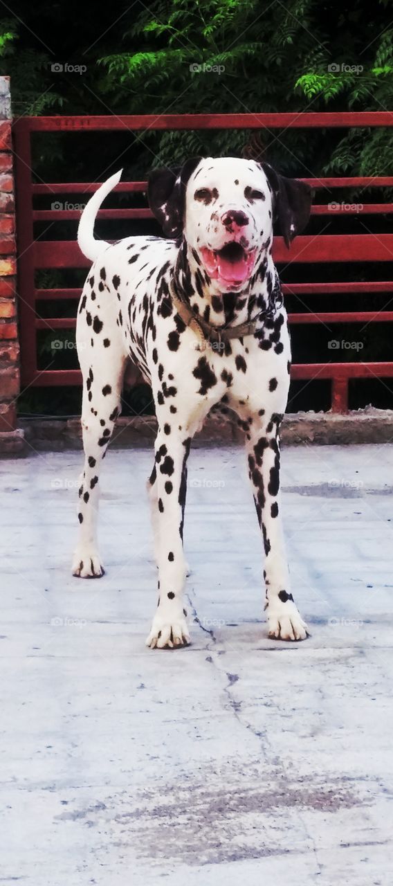 best doge photo 📷