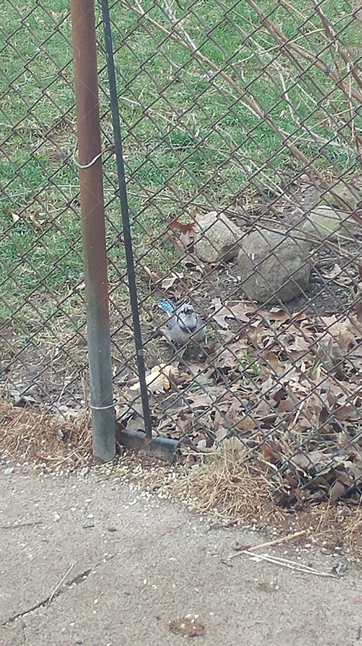 Blue Jay by the fence.
