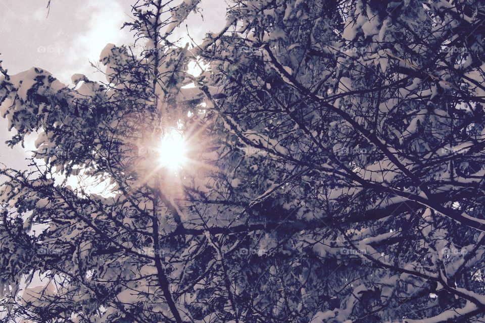 Light through the snow covered branches