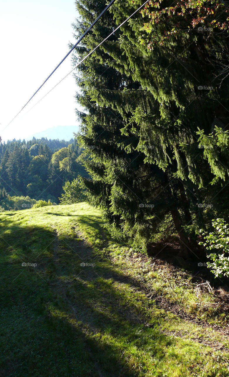 Trees and conifers during autumn in Garmisch-Partenkirchen, Germany.