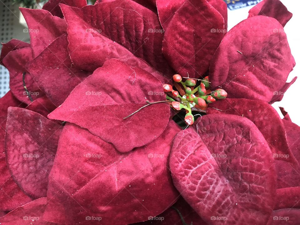 Poinsettia 