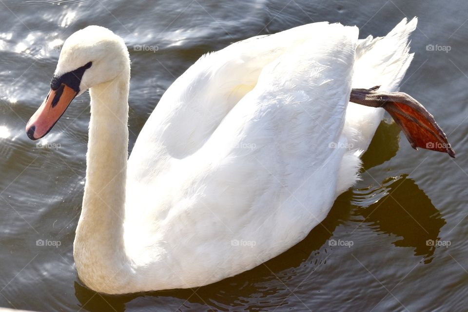 Swan