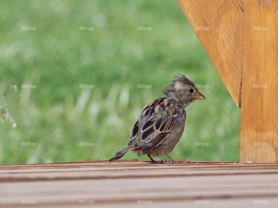 Sparrow in the summer