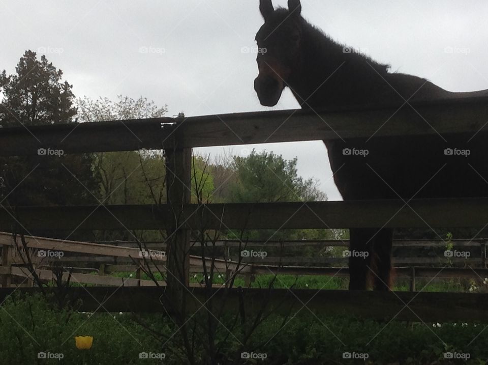 A brown horse grazing at the farm.