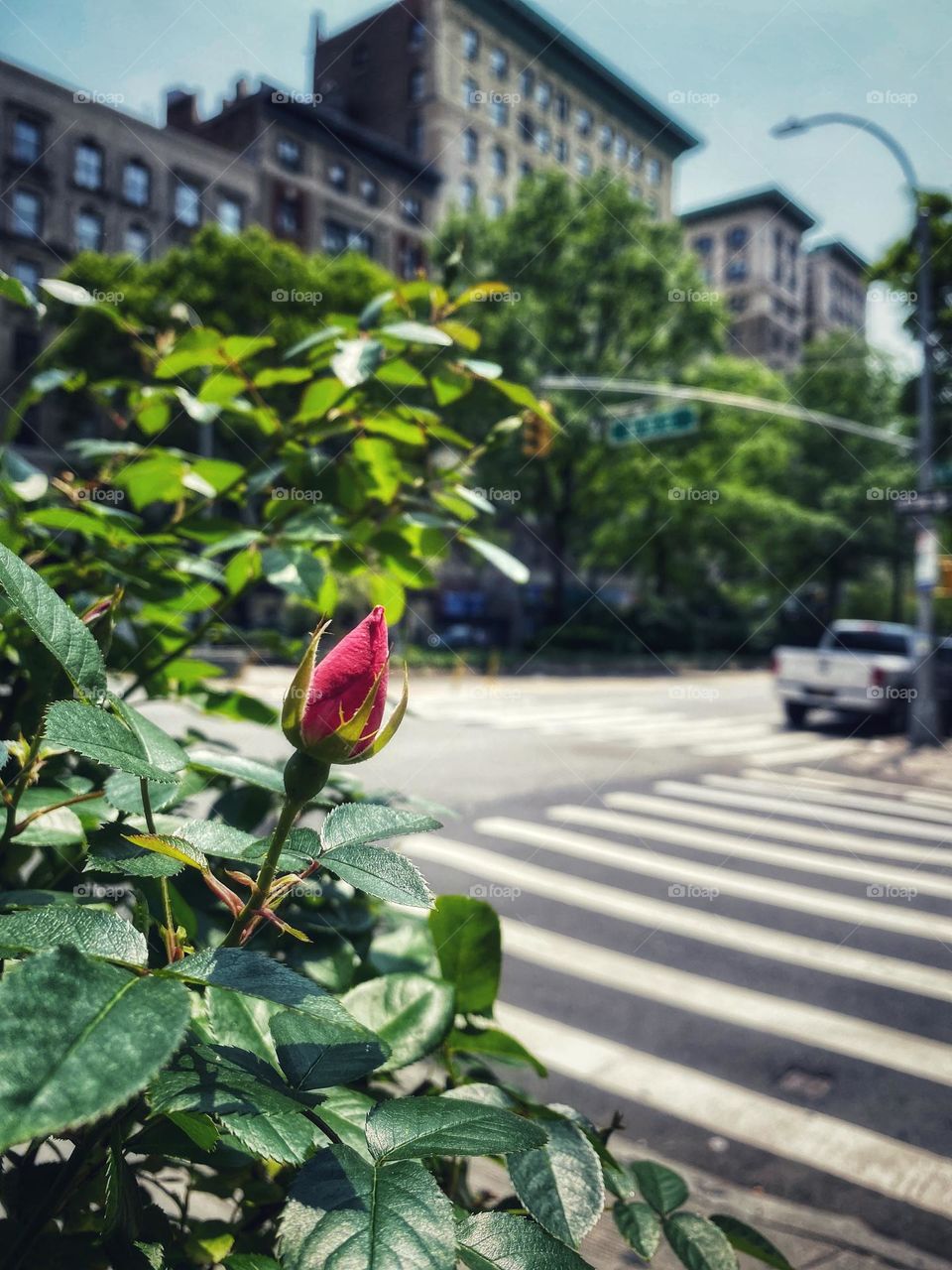 Bud of a rose in front of pedestrian on a hot spring day Manhattan New York City. 