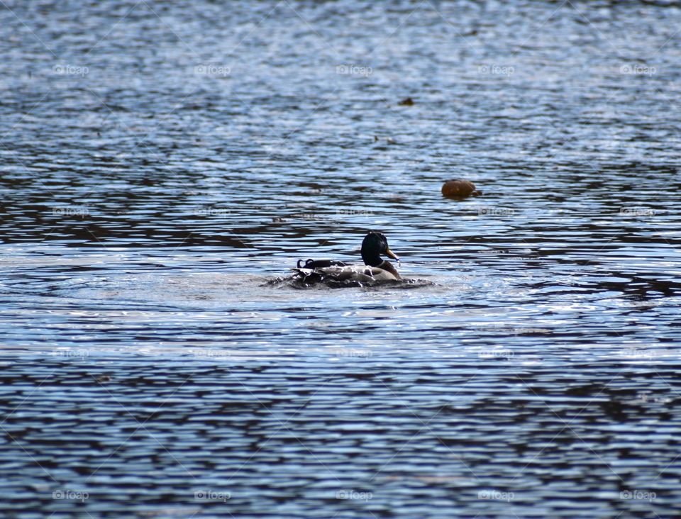 A duck baths in the warmer water