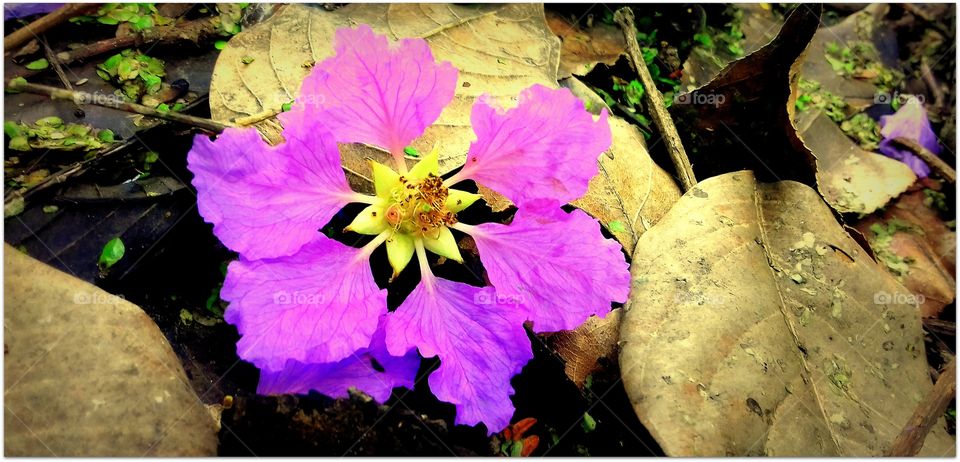 Pretty blossom (Peach tree flower)