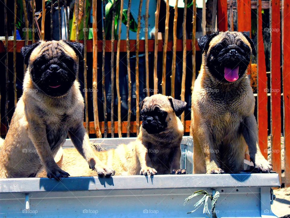 dogs - pug breed