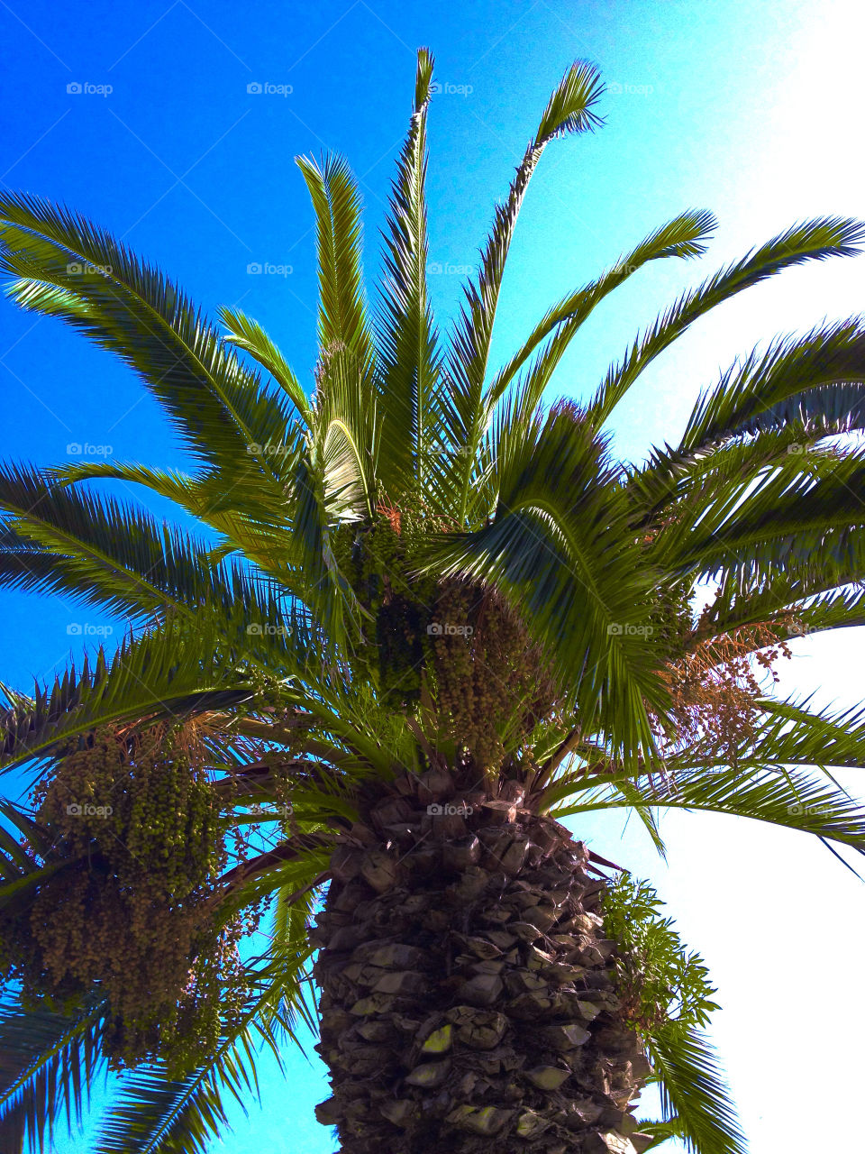 sky blue tree palm by andyj101