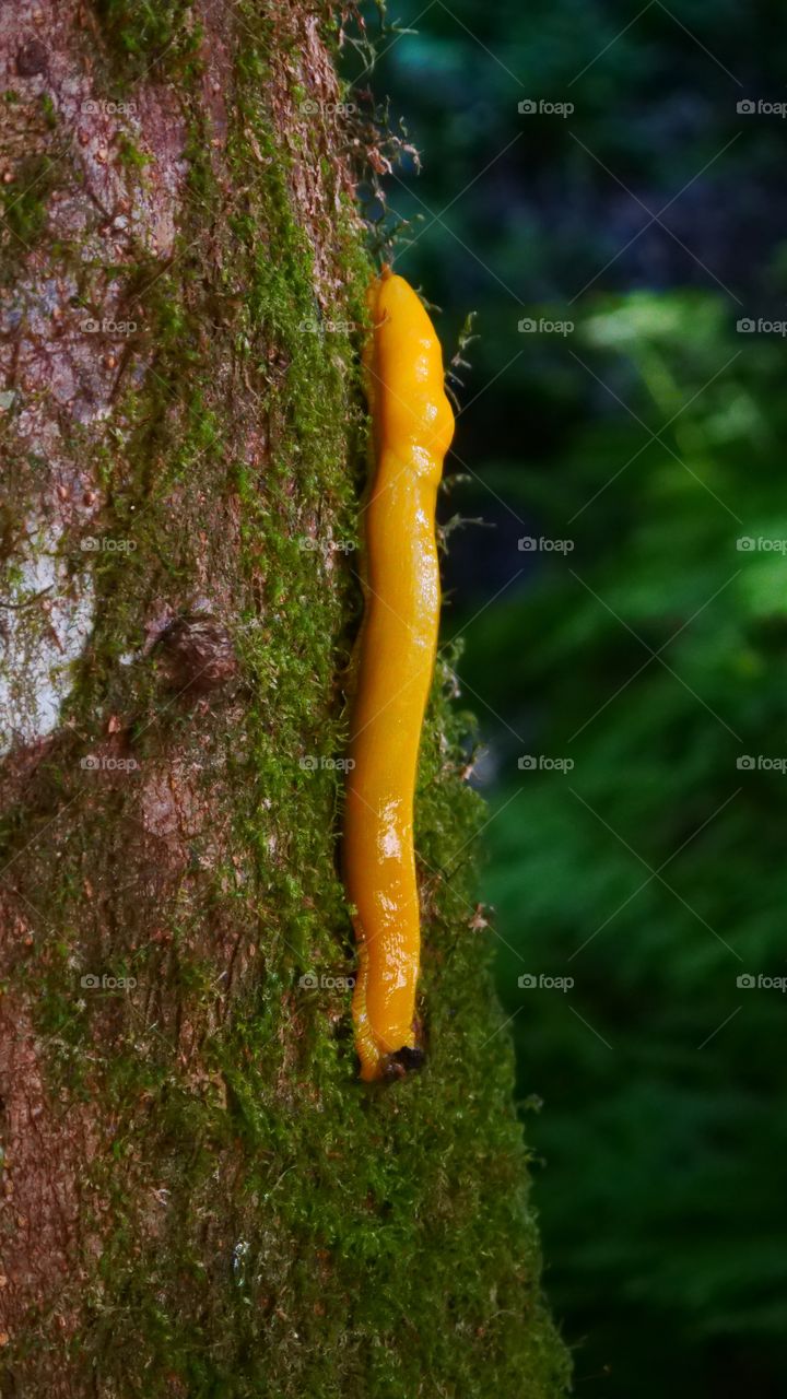 A banana slug