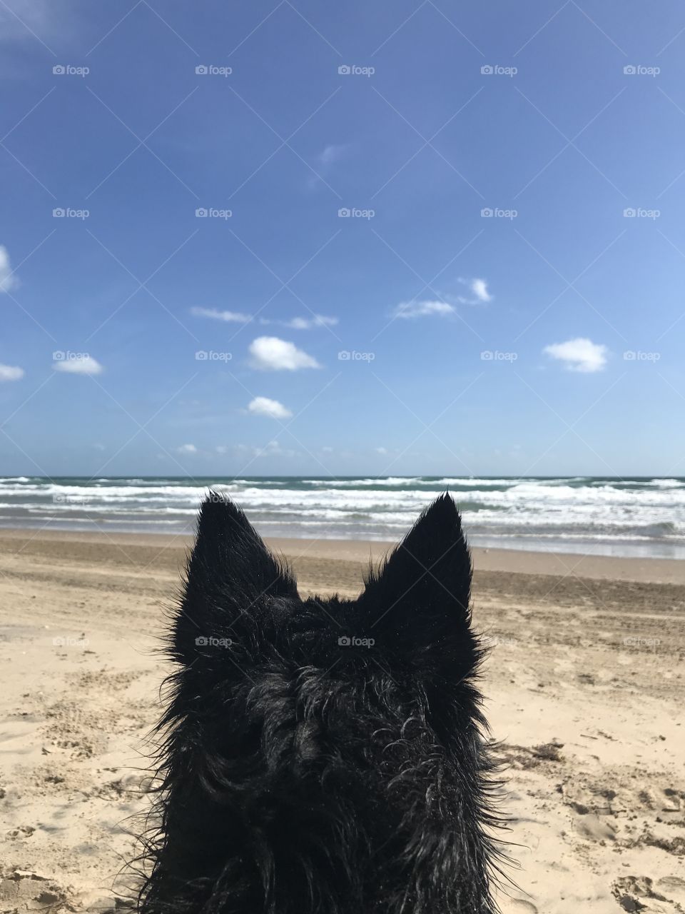 Even when it’s fall in Texas, it’s a good day for a beach trip with your best bud.