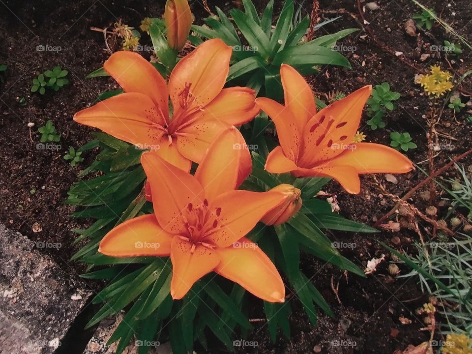 Orange lilies