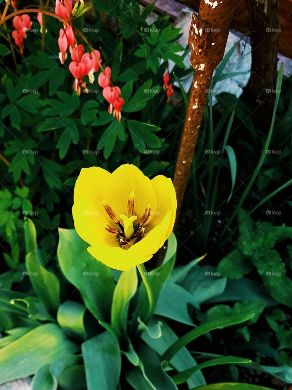 yellow tulip