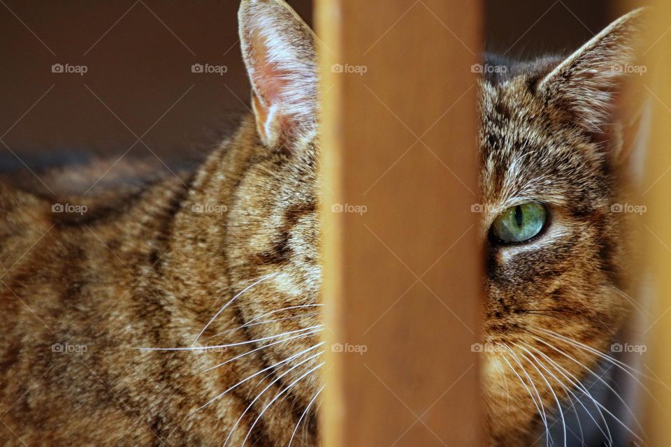 Portrait of a cat with green eye between chair leg