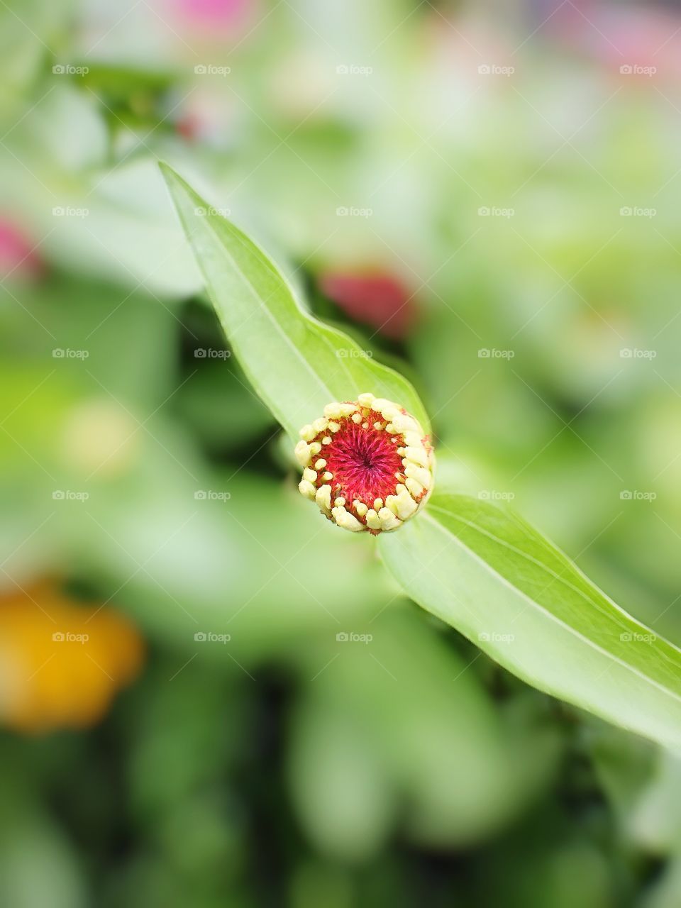 Flower bud