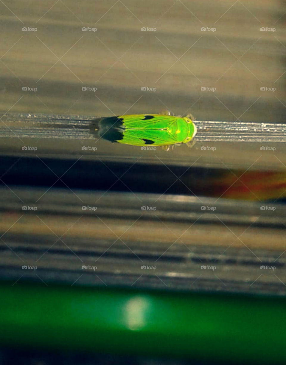 Closeup shot of tiny leafhopper.Leafhopper is a common name applied to any species from the family Cicadellidae.We also call these Diwali bugs/ Shyama-poka in Bengal.These
 tiny leaf hopper occurs in plenty at the time of Diwali.