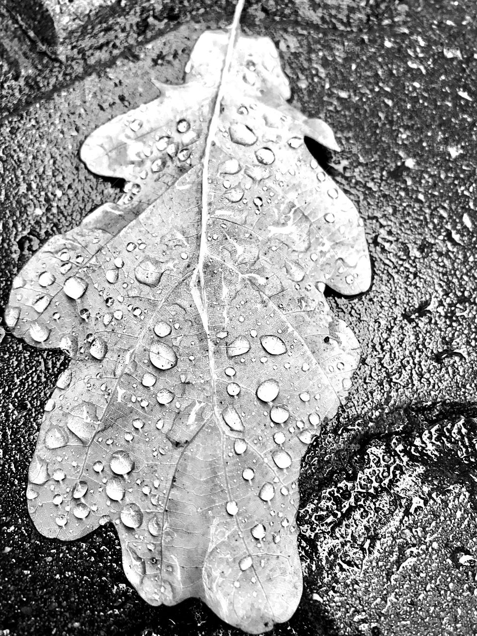 raindrops on an oak leaf