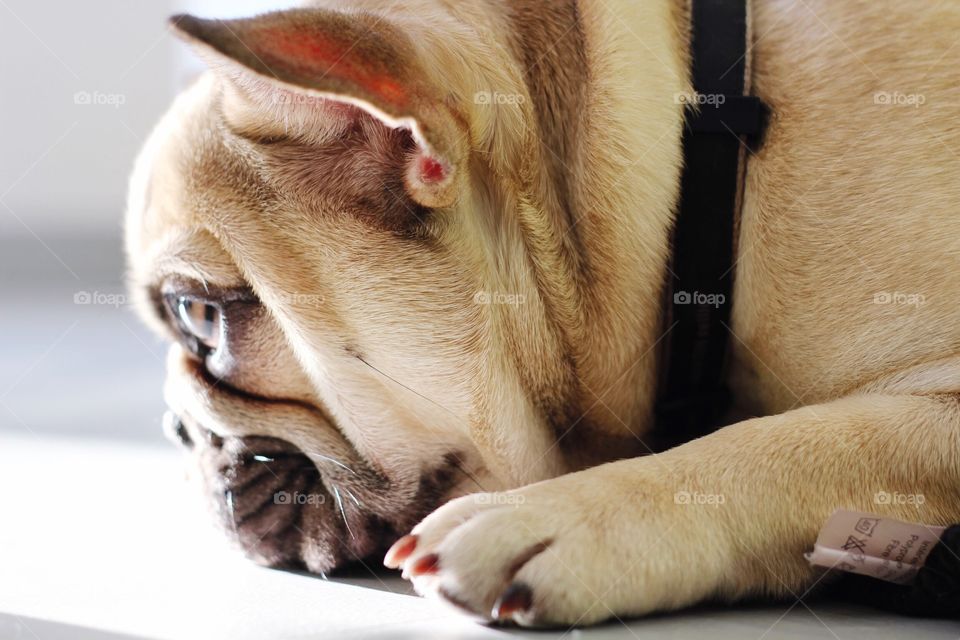 In the sunlight my dog is getting asleep 