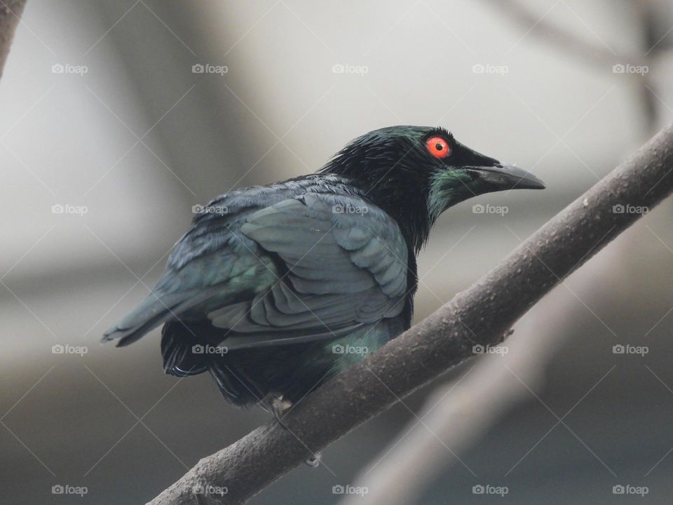 A close up of a bird