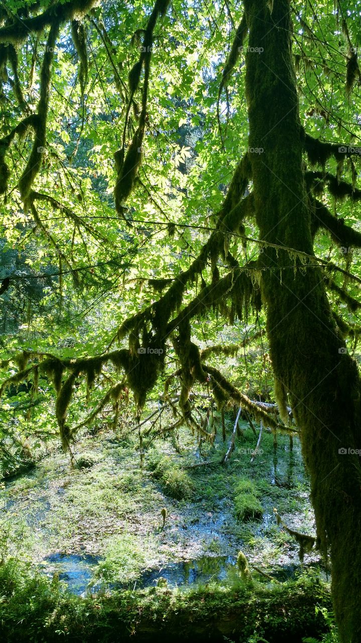 Moss Tree. HOH Rainforest