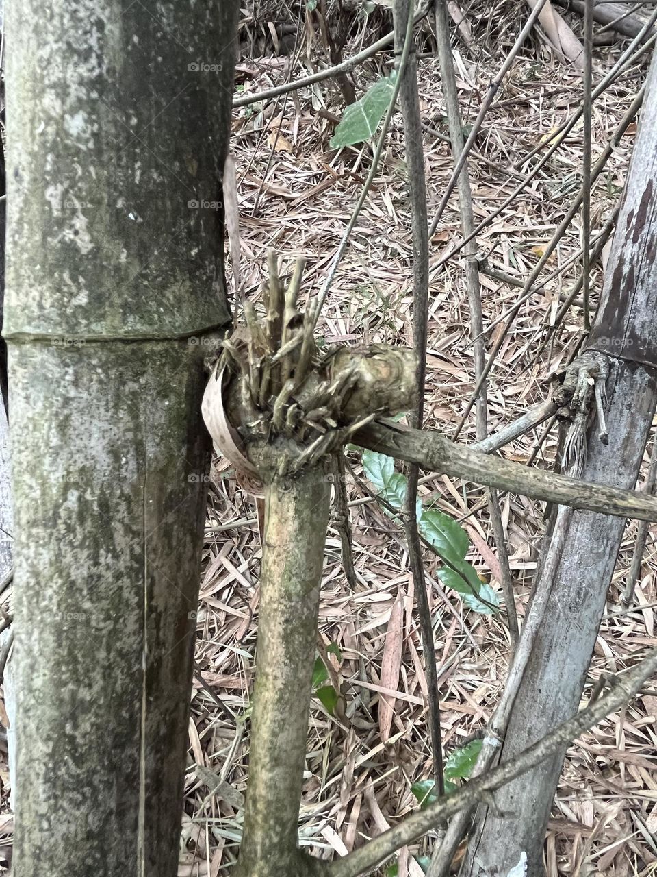 Battle : Wood vs. Metal @ upcountry, Thailand.