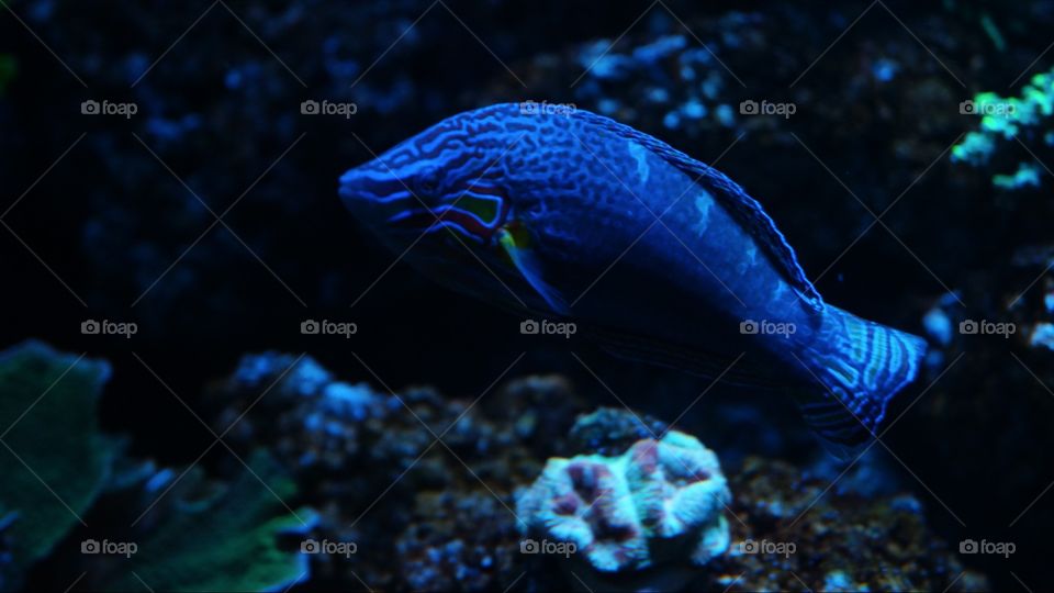These photos are taken in an aquarium with very beautiful fish 75% of the money will go to the aquarium which the photos were taken in.