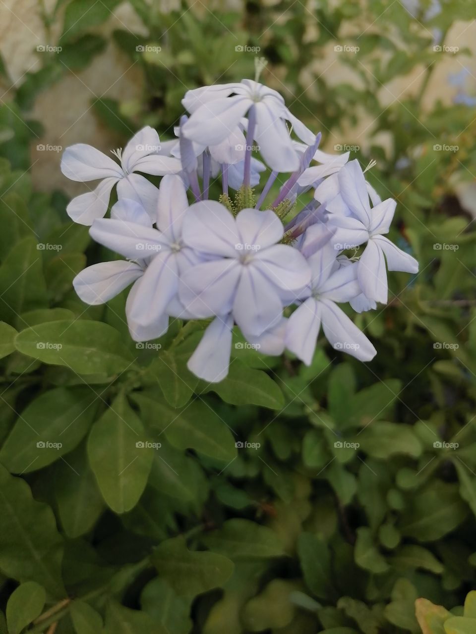 Blue flowers