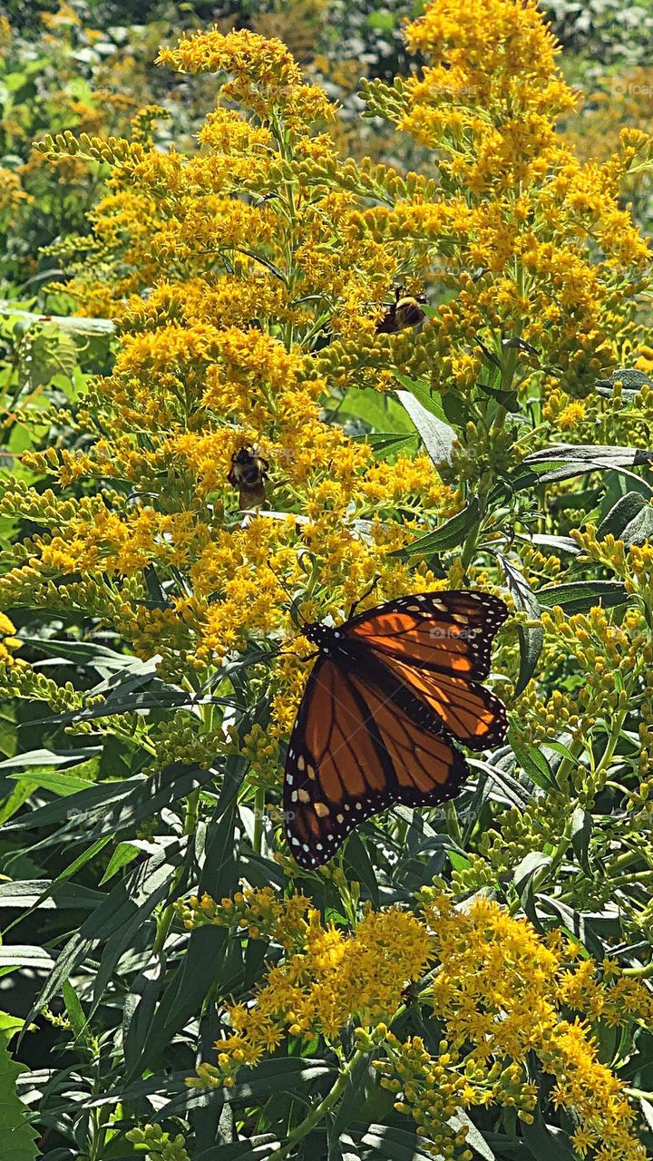 summer landscape - yellow flowers, 🦋🐝