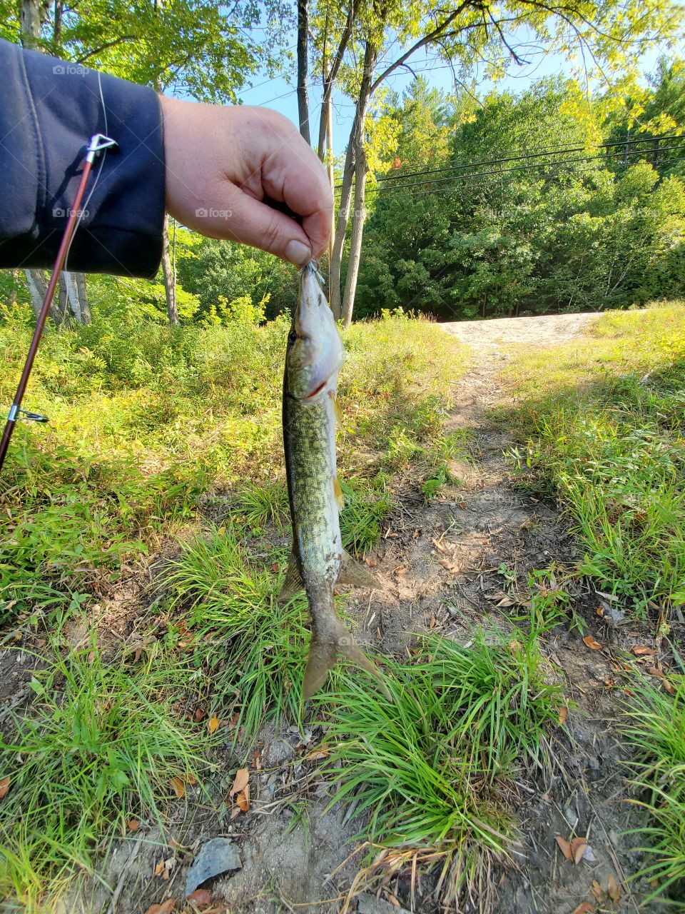 pickerel caught from the river, rumford maine