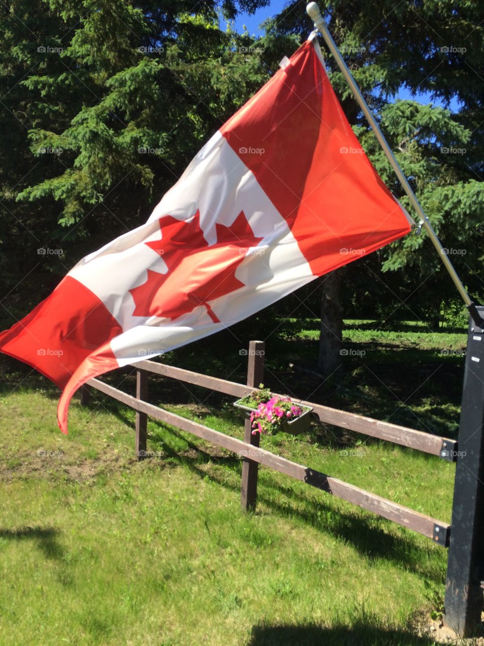 Canadian flag flying in the wind 